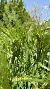 Green wheat in summer Stock Photos