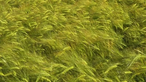 Green wheat swaying in the wind Stock Footage 131454308