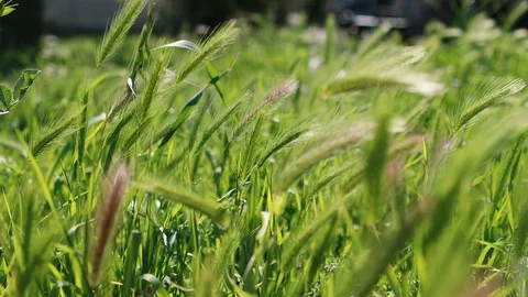 Green wheat sways in the wind Stock Footage 129233134