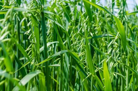 Green wheat, texture and background Stock Photos