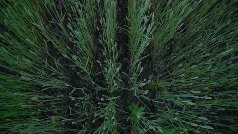 Green wheat, top view in a wheat field Stock Footage 133647988