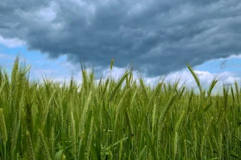 Green wheat under stormy cloud Stock Photos