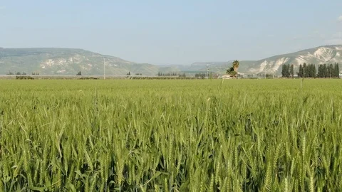 Green wheat in a valley Stock Footage 127481222