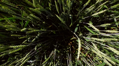 Green wheat view from the top. Camera rises from the bottom to the top. Shooting Stock Footage 91334267