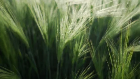Green wheat waved in slow motion and close-up view Stockbeeldmateriaal 90222573