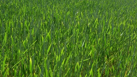 Green Wheat Waves To The Wind. Stock-Footage 90418233