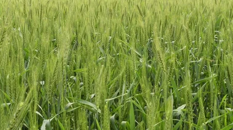 Green wheat waving in the wind Stock Footage 59960059