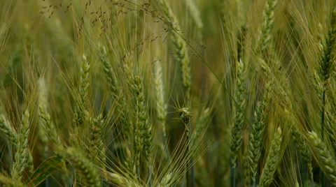 Green wheat in the wind Stock Footage 39951825