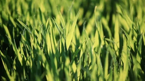 Green wheat in the wind Vidéo 73988105