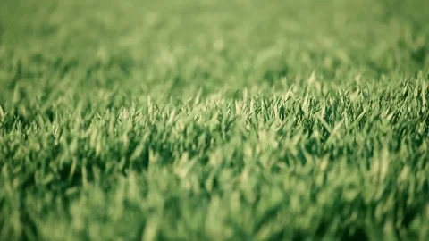 Green wheat in the wind Stock Footage 73988888