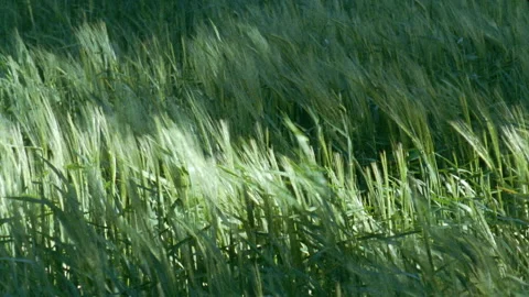 Green wheat on the wind Stock Footage 228677124