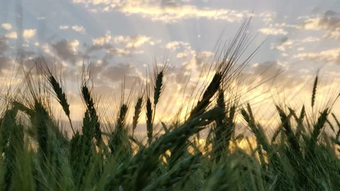 Green wheat in the wind at sunset Stock Footage 138074003