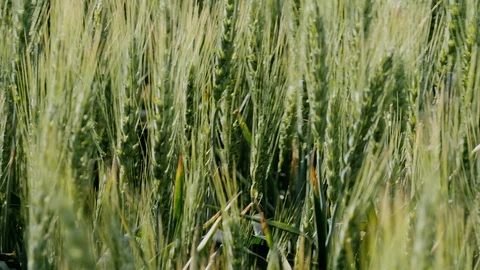 Green wheat wool Video stock 126913536