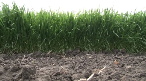 Green wheat x Vidéo 37052039