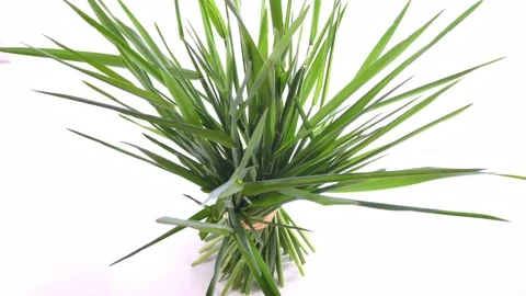 Green Wheatgrass Bundle isolated on white Background Stock Footage 195520954
