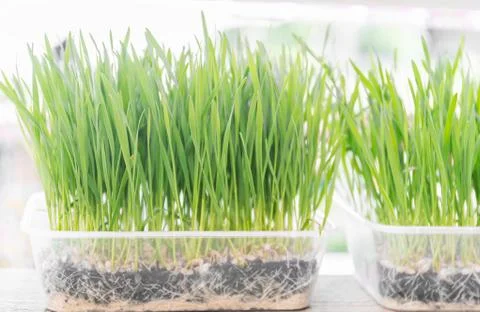 Green wheatgrass in a plastic containers Stock Photos