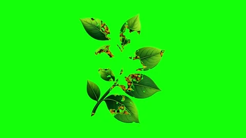 Green, White, Black Bird and Screen on Green Screen Background Horizontal 16:9 Video stock 339348495