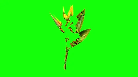 Green, White, Black Bird and Screen on Green Screen Background Horizontal 16:9 Video stock 339348583