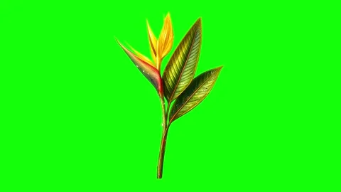 Green, White, Black Bird and Arrow and Screen Green Screen Vídeos de archivo 339348681