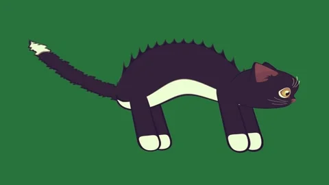 Green, White, Black Cat on Green Screen Background Stock Footage 338022991