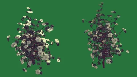 Green, White, Black Tree and Screen on Green Screen Stock Footage 338022980