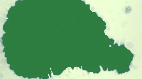 Green, White, Black Tree and Snow on Green Screen Vídeos de archivo 338023812
