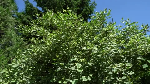 Green with white border beautiful leaves of bush Cornus alba Elegantissima Stock Footage 134463253