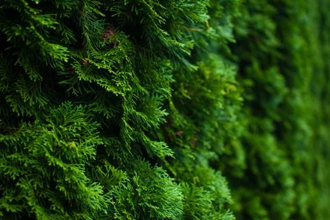 Green white cedar tree. Close-up. Botanical garden in Lviv, Ukraine Foto stock
