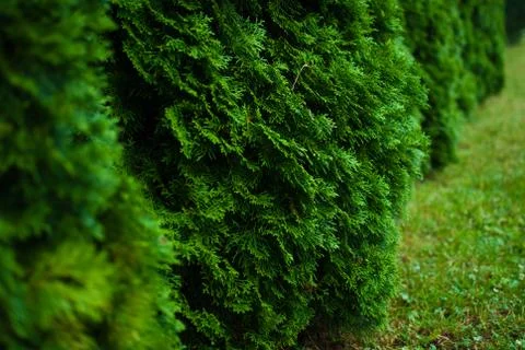 Green white cedar tree. Close-up. Botanical garden in Lviv, Ukraine Stock Photos