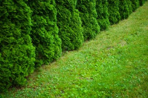 Green white cedar tree. Close-up. Botanical garden in Lviv, Ukraine Stock Photos