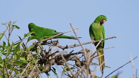 Green White-eyed Parakeets on Tree Branch in Clear Daylight Video stock 337993934