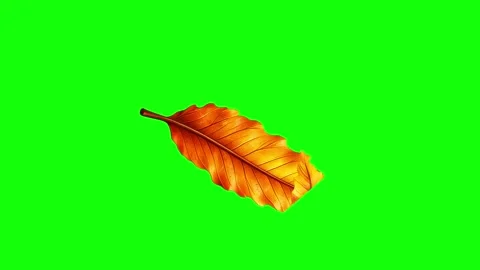 Green, White, Gold Leaf and Screen on Green Screen Background Horizontal 16:9 Video stock 339443612