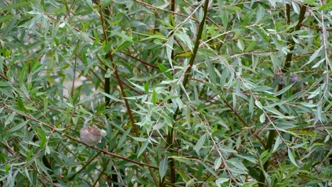 Green white willow background with 2 sparrows on a branch - autumn, october Stock Footage 140925443