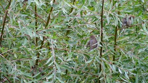 Green white willow background with 3 sparrows on a branch - autumn, october Stock Footage 140929461