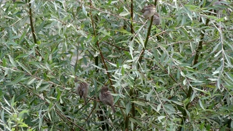 Green white willow background with 4 sparrows on a branch - autumn, october Stock Footage 140917979