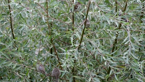 Green white willow background with 5 sparrows on a branch - autumn, october Stock Footage 140918030