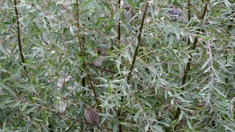 Green white willow background with 5 sparrows on a branch - autumn, october Stock Footage 140921682