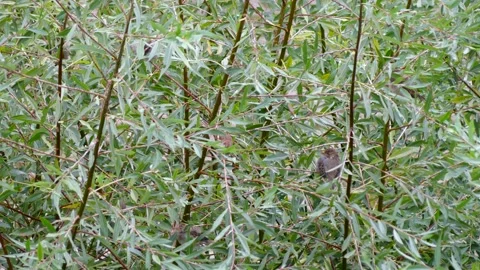 Green white willow background with many sparrows on a branch - autumn, october Stock Footage 140929450