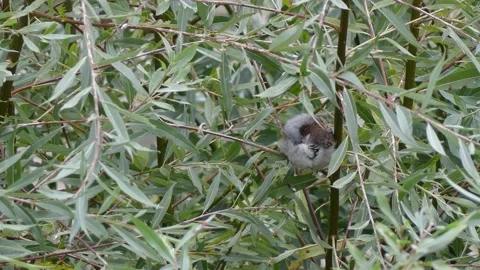 Green white willow background - sleeping sparrow on a branch - autumn, october Stock Footage 140937403