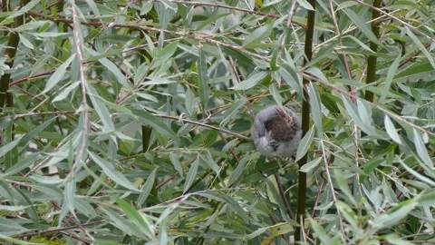 Green white willow background - sleeping sparrow on a branch - autumn, october Stock Footage 140950659