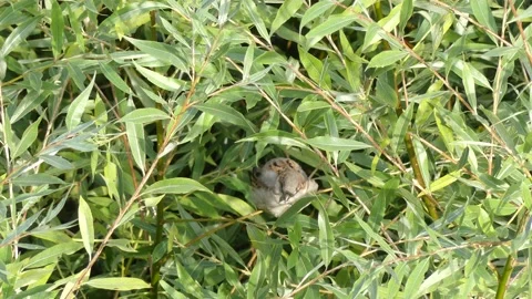 Green white willow background with a sparrow on a branch - autumn, october Stock Footage 140952777