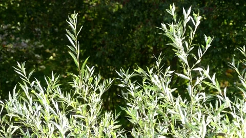 Green white willow leaves background in autumn, october - little wind Stock Footage 141272944