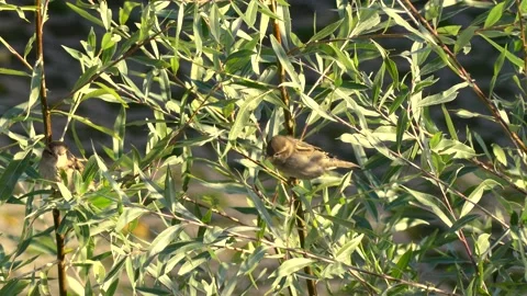 Green white willow leaves background with a sparrow on a branch - autumn Stock Footage 141301136