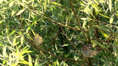 Green white willow leaves background with 2 sparrows on a branch - autumn Stock Footage 141301550