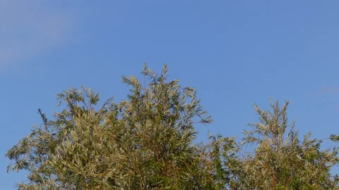 Green white willow tree leaves background in autumn - little wind Stock Footage 141308454