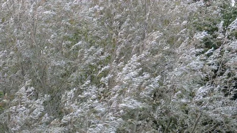 Green white willow tree leaves background in autumn - strong wind Stock Footage 144339896