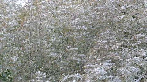 Green white willow tree leaves background in autumn - strong wind Stock Footage 144340213