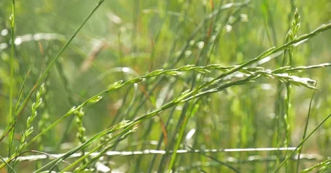 Green Wild Blades, Ears, Smooth Weather Stock Footage 51663886