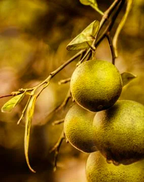 Green wild  fruit Stock Photos