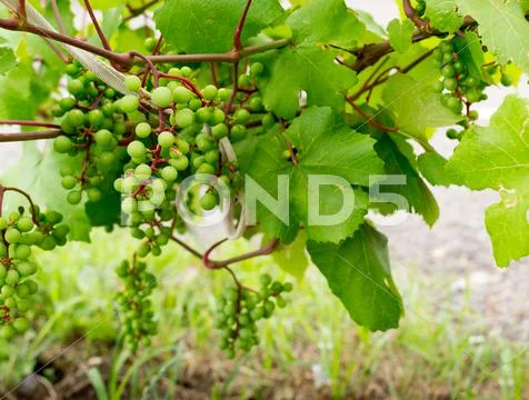Green Wild Grapes